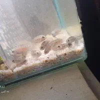 فلاور و گورخری|ماهی|بندرعباس, |دیوار