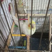 عروس هلندی|پرنده|نجف‌آباد, ولیعصر|دیوار