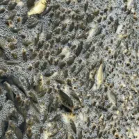 انواع ماهی زنده آمور کپور فتیفاک گرمابی|ماهی|گرگان, |دیوار