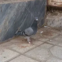 انگشتر کبوتر پرنده طوقی و جوجه ساده و سبز المانی|بدلیجات|سبزوار, باهنر|دیوار