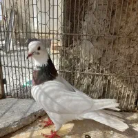 چند عدد کبوتر