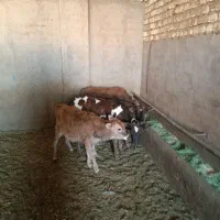 گوساله