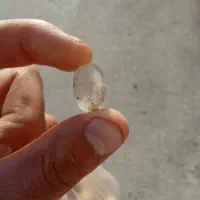 سنگ شجر دریایی