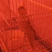 عروس هلندی ماده