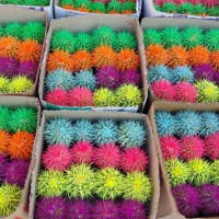 کاکتوس رنگی|گل و گیاه طبیعی|اصفهان, ارغوانیه|دیوار