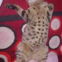 واگذاری فوری گربه