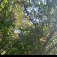 گردو تکان میدم