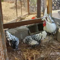 فروش مرغ وخروس زینتی اپنزلر سیلور