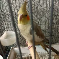 عروس‌هلندی جوان