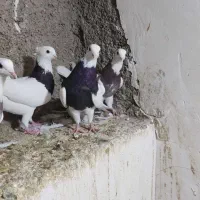 ماده طوقی|پرنده|شیراز, شهرک صادقیه|دیوار
