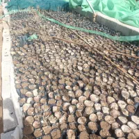 نهال پسته|گل و گیاه طبیعی|زرندیه, |دیوار