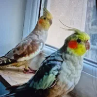 عروس هلندی