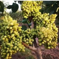 نهال پسته اکبری وزیتون کنسروالیا ونهال گردو و..