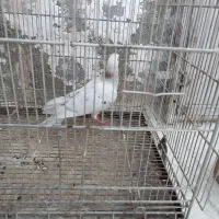 کفتر سار  ماده،در چخ وقفل کفتر،نورافکن دونخور کفتر|پرنده|مشهد, کوی دروی|دیوار