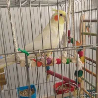عروس هلندی نر دستی|پرنده|شیراز, کرونی(خاتونک)|دیوار