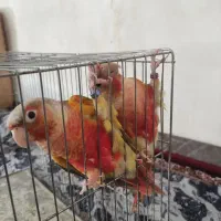 گرینچیک نر وماده فول قرمز