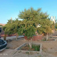 باغشهری ۲۸۰۰ متر سیاخ دارنگون باسند ملکی