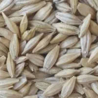 فروش جو آبی