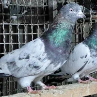 کبوتر پروازی درجه یک|پرنده|قائم‌شهر, |دیوار