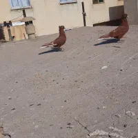 کبوتر‌ سرخ‌دمسفید
