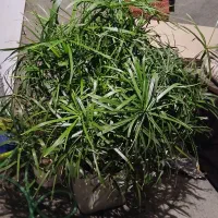 گل نخل سر حال