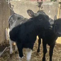 گوساله ماده|حیوانات مزرعه|باخزر, |دیوار