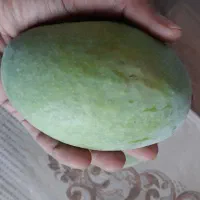 نهال انبه پیوندی گلدانی رودان برنطین|گل و گیاه طبیعی|رودان, |دیوار