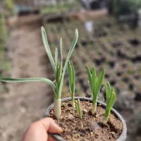 نرگس عطری|گل و گیاه طبیعی|قم, ولیعصر|دیوار