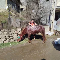 فروشی فقط فقط|حیوانات مزرعه|کلاردشت, |دیوار