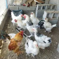 مرغ خروس برهما غول پیکر