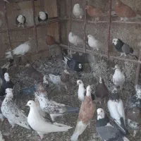 شازده.ابلغ زرد.سبز.سرور.