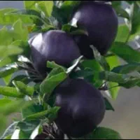 نهالستان همیشه بهار  فروش نهال مثمر و غیر مثمر