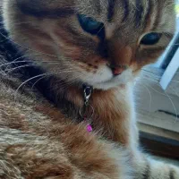 گربه ی بریتیش اسکاتیش دبل فولد