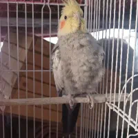 عروس هلندی اهلی