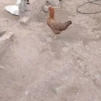 مرغ دمه لاری