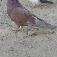 کفتر یا کبوتر