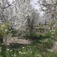 باغ-کشاورزی-گلبهار