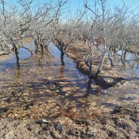 خریدار چوب پسته در محل