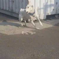 واگذاری سگ گله و نگهبان|سگ|مشهد, میان ولایت|دیوار