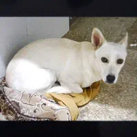 گمشده|حیوانات|نیشابور, دربقاضی|دیوار