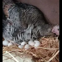 ماده جوان کرچ