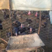 بوقلمون برنزی شش