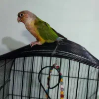 گرینچیک نر ۱۶ ماهه