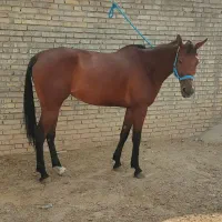 اسب مادیون|اسب و تجهیزات اسب‌سواری|باوی, |دیوار