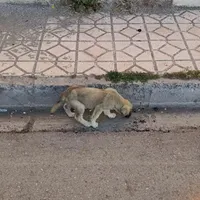 سگ سرابی ماده