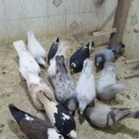 کبوتر پرشی جفت 650|حیوانات|محمدیه-قزوین, |دیوار