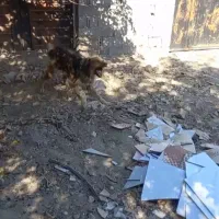 واگذاری سگ نگهبان قابل تست ضمانتی