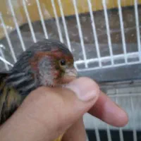قناری نر مستخون سوخته