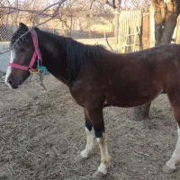 اسب نریان 2ساله