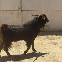 دور